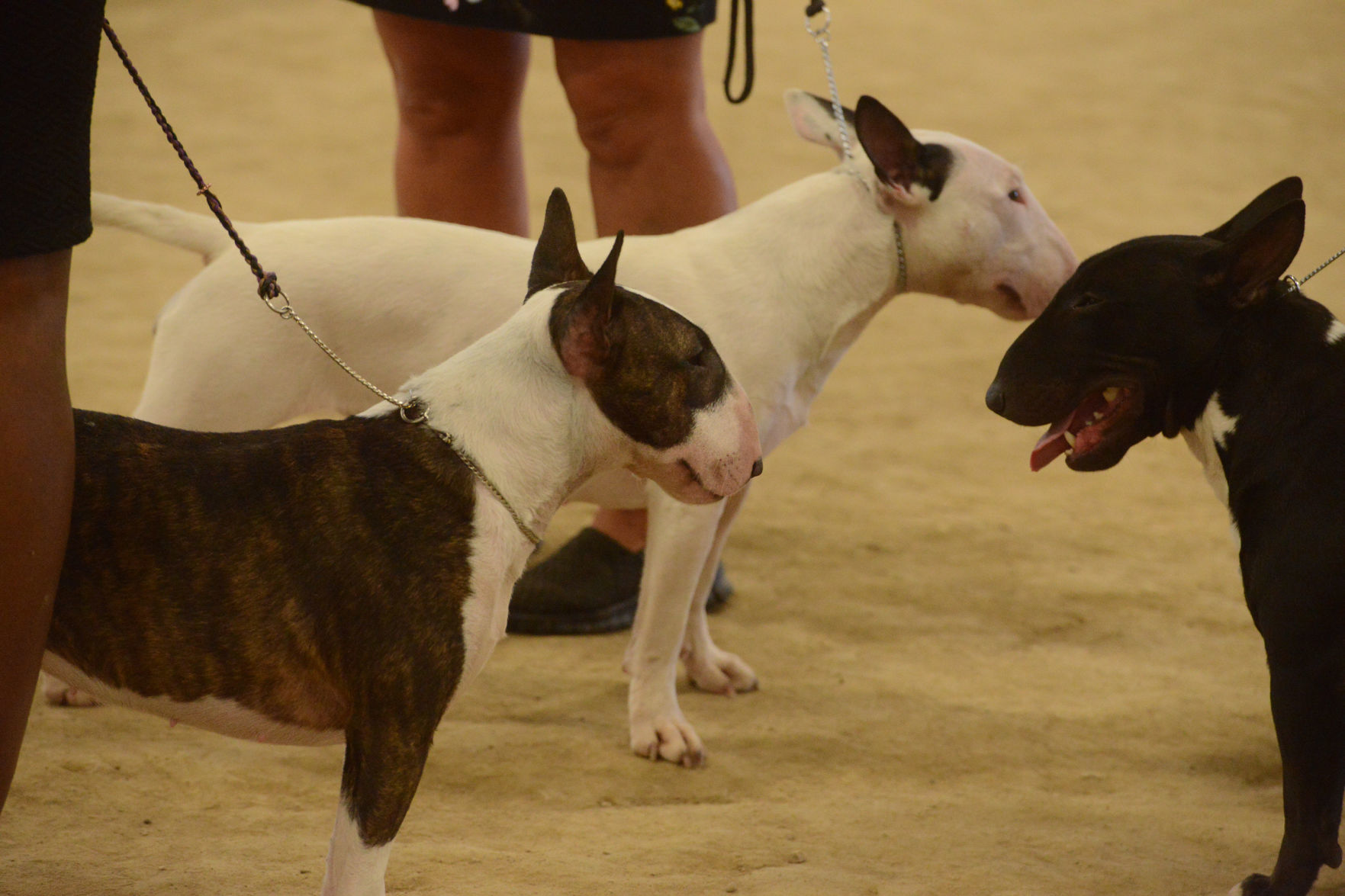 Danville Kennel Club Breeder Show